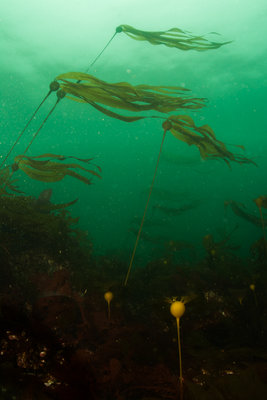 16. Kelp forests