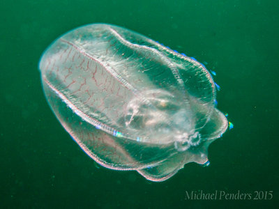 Comb Jelly.jpg