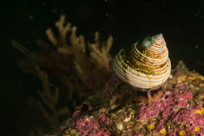 Top snail
