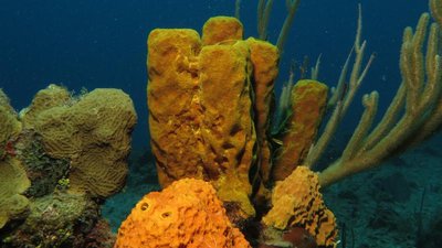 IMG_2636 sponges corals_resized.jpg