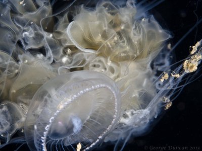 Jellyfish Universe.jpg