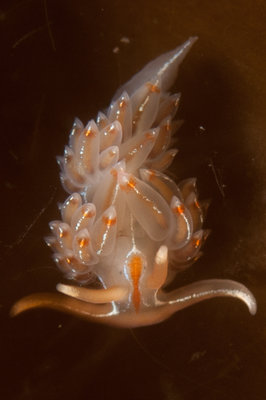 Mini opulescents on the kelp