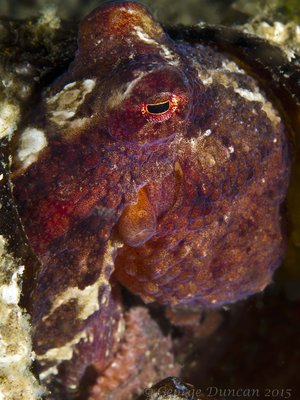 Red Octopus Hiding in Bottle.jpg