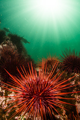 Urchin fields