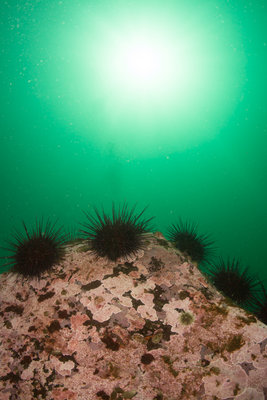 Big rocks with urchins