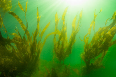 Kelp reaching for the light