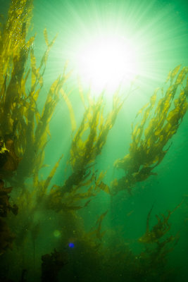 Kelp