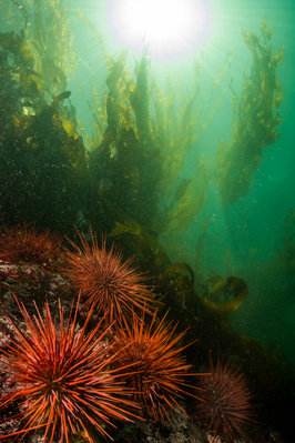 Beautiful forests in the shallows