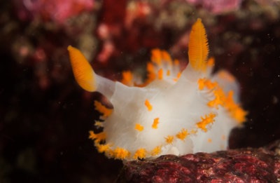 Clown Nudi