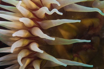 Fish eating Anemone