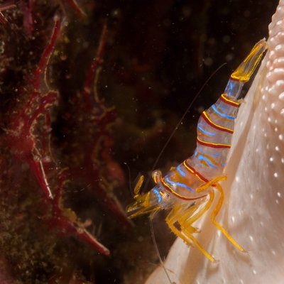 CANDY Strip Shrimp are my favorite!