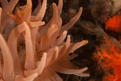 Snakelock Anemone with baby candy stripped shrimp