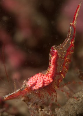 kincade Shrimp with brain parasites