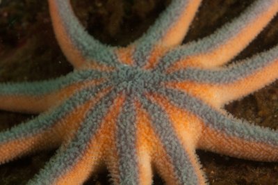 Healthy looking sunflower star