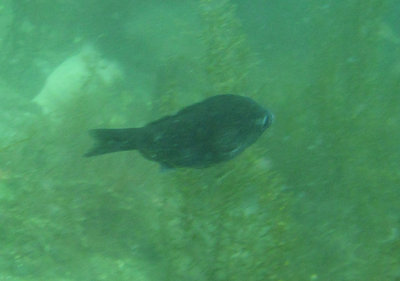 black perch.jpg