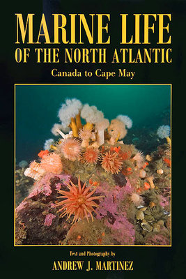 marinelife-of-the-north-atlantic.jpg