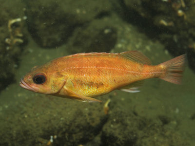 Your usual, run-of-the-mill Puget Sound Rockfish