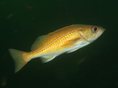 Redstripe Rockfish