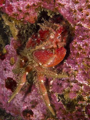 Some type of Pygmy Crab?