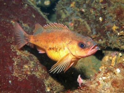 pregnant ps rockfish.jpg