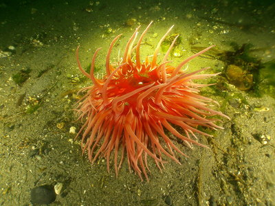 PICT7666-sand-rose-anemone.JPG