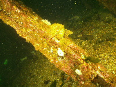 PICT5703-tiny-long-fin-sculpin-Edmonds.JPG