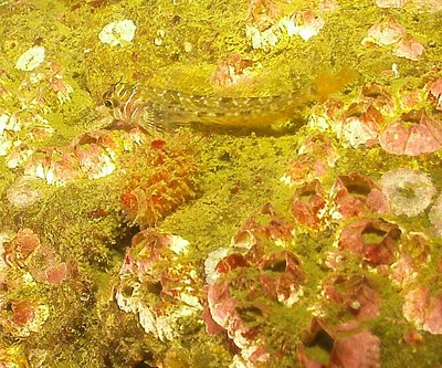 PICT6709-long-fin-sculpin-zoom-best.jpg