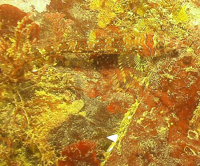 PICT0607-long-fin-sculpin-zoom-best.jpg