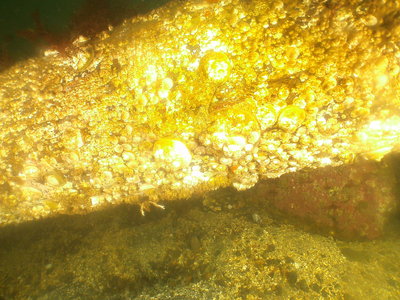 PICT8291-barnacles-long-fin-sculpin-Alki-C2.JPG