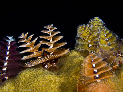 Colorful Christmas Tree Worms.jpg