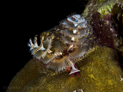 Multicolor Christmas Tree Worms.jpg