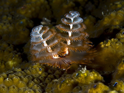 Orange White Christmas Tree Worms.jpg