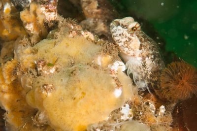 Adorable Sculpin