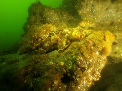 PICT6325-buffalo-sculpin-copper-rockfish.JPG