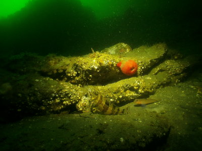 PICT8473-painted-greenling-goby.JPG