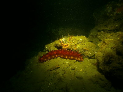 PICT8388-G-cucumber-goby.JPG