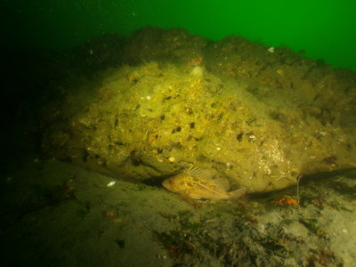 PICT8323-brown-rockfish.JPG