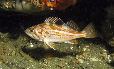 A Canary juvenile