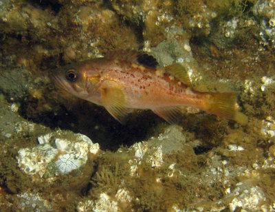 Yellowtail YOY Rockfish