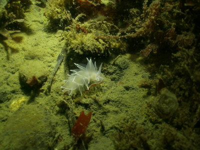 PICT8751-white-lined-dirona-nudibranch.JPG