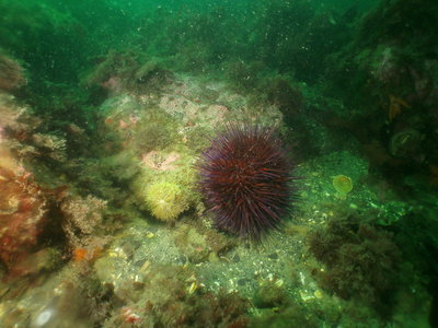 PICT8640-red-&green-urchins.JPG