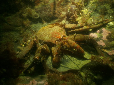 PICT6548-scally-lithodid-crab.JPG