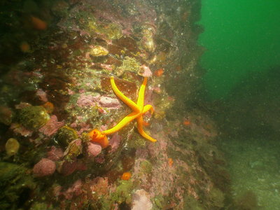 PICT6507-blood-star-broadbase-tunicates-reverse-lamp-clams.JPG