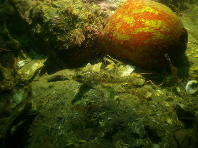 PICT6444-interesting-little-sculpin-painted-anemone.JPG