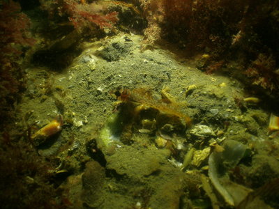 PICT6408-long-fin-sculpin.JPG