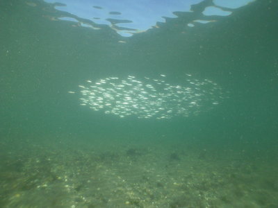 PICT6976-pacific-smelt-or-herring-school.JPG