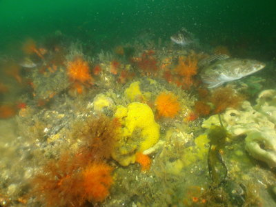PICT6732-lingcod-copper-rockfish.JPG