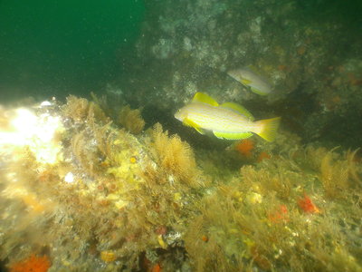 PICT6725-2-kelp-greenling-females.JPG