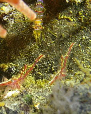 PICT8897-candy-stripe-shrimp-zoom.jpg