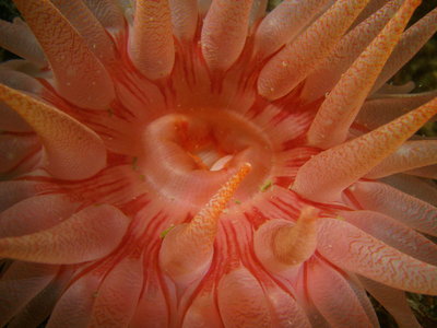 PICT6784-crimson-anemone-inside.JPG